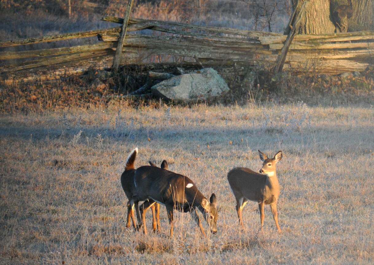 Whitetails